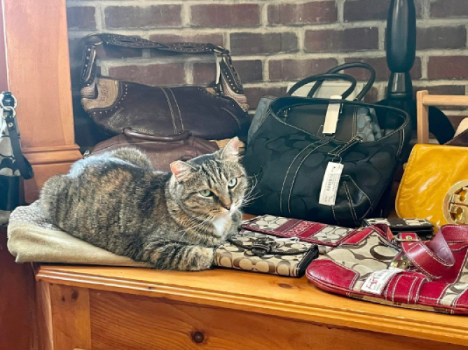 Screenshot 2025-03-15 021718